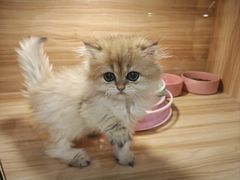 -猫十亿·布偶金渐层·曼基康矮脚猫舍(青年路店)