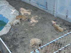 -大连森林动物园