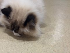 -藏猫猫咖啡主题馆(中央大道店)