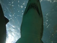 -瑞普利水族馆