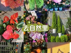 -溪岸路花鸟市场