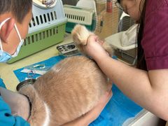 -芭比堂宠物医院·全科爱猫医院·仁德分院