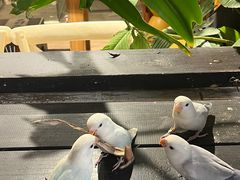 -吉丁鸟咖·异宠·寄养