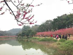 -南国桃园旅游度假区