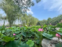-莲花池公园