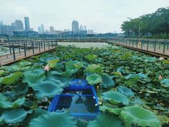 -月湖风景区