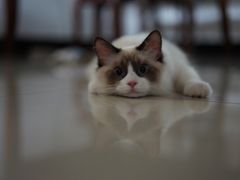 -喵zoo家庭繁育猫舍(尖东智能花园店)
