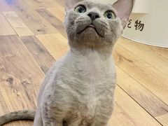 -袖虎·猫馆(体育西路店)