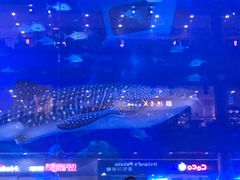 -成都浩海立方海洋公园