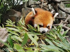 -常州淹城野生动物世界