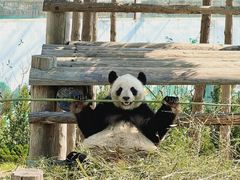 -西霞口神雕山野生动物世界