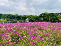 -大塘金香草谷