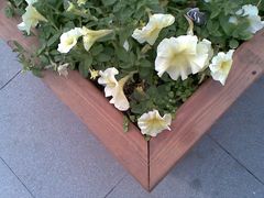 景点-人民防洪胜利纪念塔