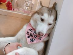 -Husky Go! 哈士奇体验馆·宠物咖啡厅狗咖