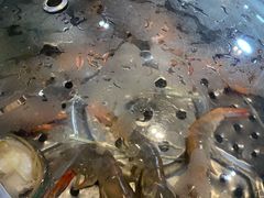 基围虾-海大大蒸汽海鲜餐厅·粤菜·特色小炒(欢乐颂店)