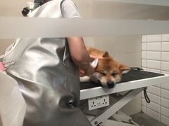 -帕帕拉兹宠物(亚洲旗舰店)