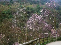 -九皇山景区