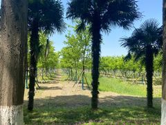 -黄海国家森林公园