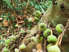 -中国科学院西双版纳热带植物园