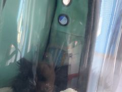 -瑞派福兴宠物医院犬猫全科·骨科·中西医结合(河东店)