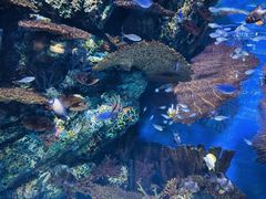 -上海海洋水族馆