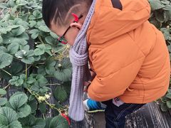 -小鱼草莓采摘园农家乐·小鱼餐厅
