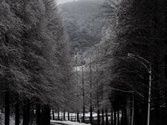 -大围山国家森林公园