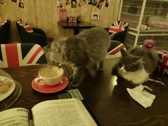 -名猫咖啡馆·撸猫·拼豆