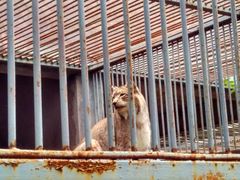 猞猁-福州动物园