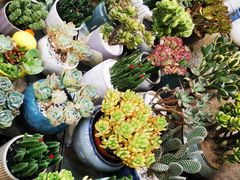 -双季花艺园艺市场(浦东店)