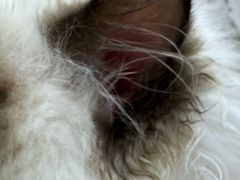 -中农国际动物医院24小时·猫科·骨科·急重症中心