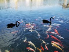 -茵特拉根酒店·西餐厅