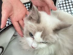 -福懋动物医院·犬猫全科·外科·重症科(杏林分院)