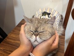 -楼上猫咖(罗湖店)