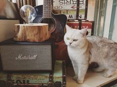 -喵屿·大理花园猫咖