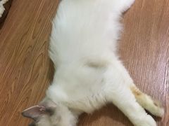 -李小姐の猫咖啡馆(五角场店)