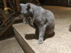 -more than meow吴止猫主题餐厅(承德 中船汇店)