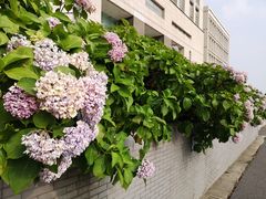 图书馆-江南大学(蠡湖校区)