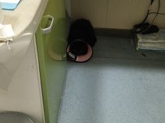 -佳怡动物医院·平价24小时·猫专科骨外科