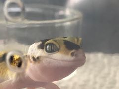 -酷以爬仙阁实体爬宠店·守宫·蜥蜴·专业繁育