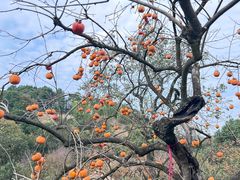 -如意山房柿子树下餐厅