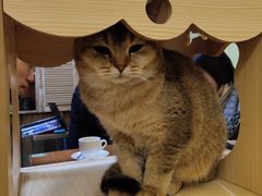 -猫色咖啡·猫咖