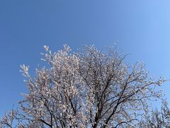 -桃花堤公园