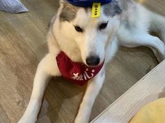 -Husky Go! 哈士奇体验馆·宠物咖啡厅狗咖