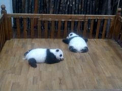 景点-成都大熊猫繁育研究基地