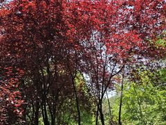 -铁山坪森林公园