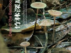 -杭州半山国家森林公园