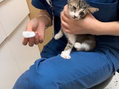 -瑞派康怡24h宠物医院·犬猫医疗中心·微创绝育(瑞景分院)