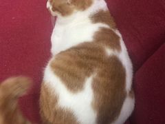 -猫亿天猫咖
