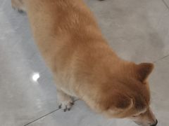 -柴犬小屋·柴餐厅·狗咖食堂(金鼎广场店)